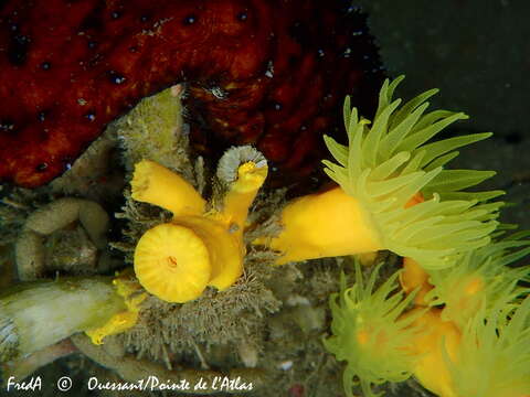 Image of yellow tree coral