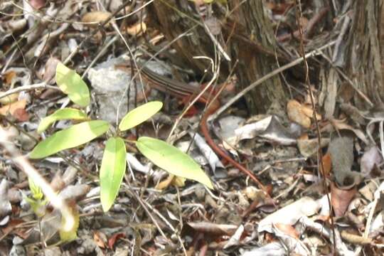 Image of YucatanWhiptail