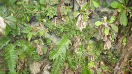 Image of limestone maiden fern