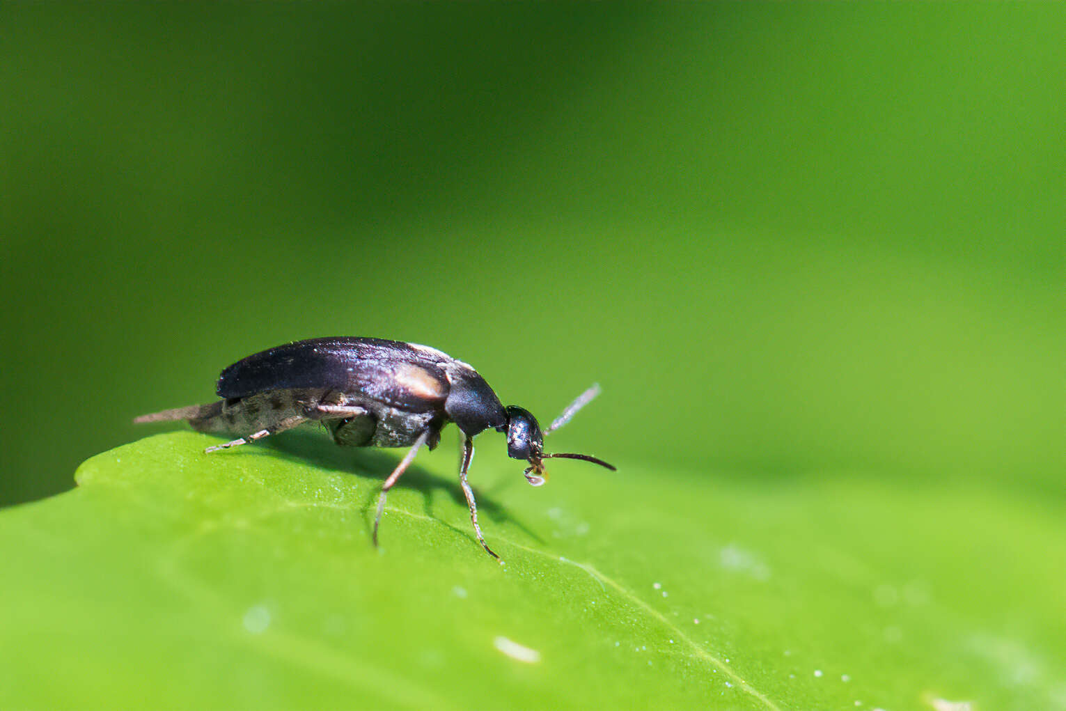 Plancia ëd Mordellochroa scapularis (Say 1824)