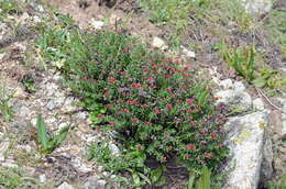 Image of Rhodiola coccinea (Royle) A. Boriss.