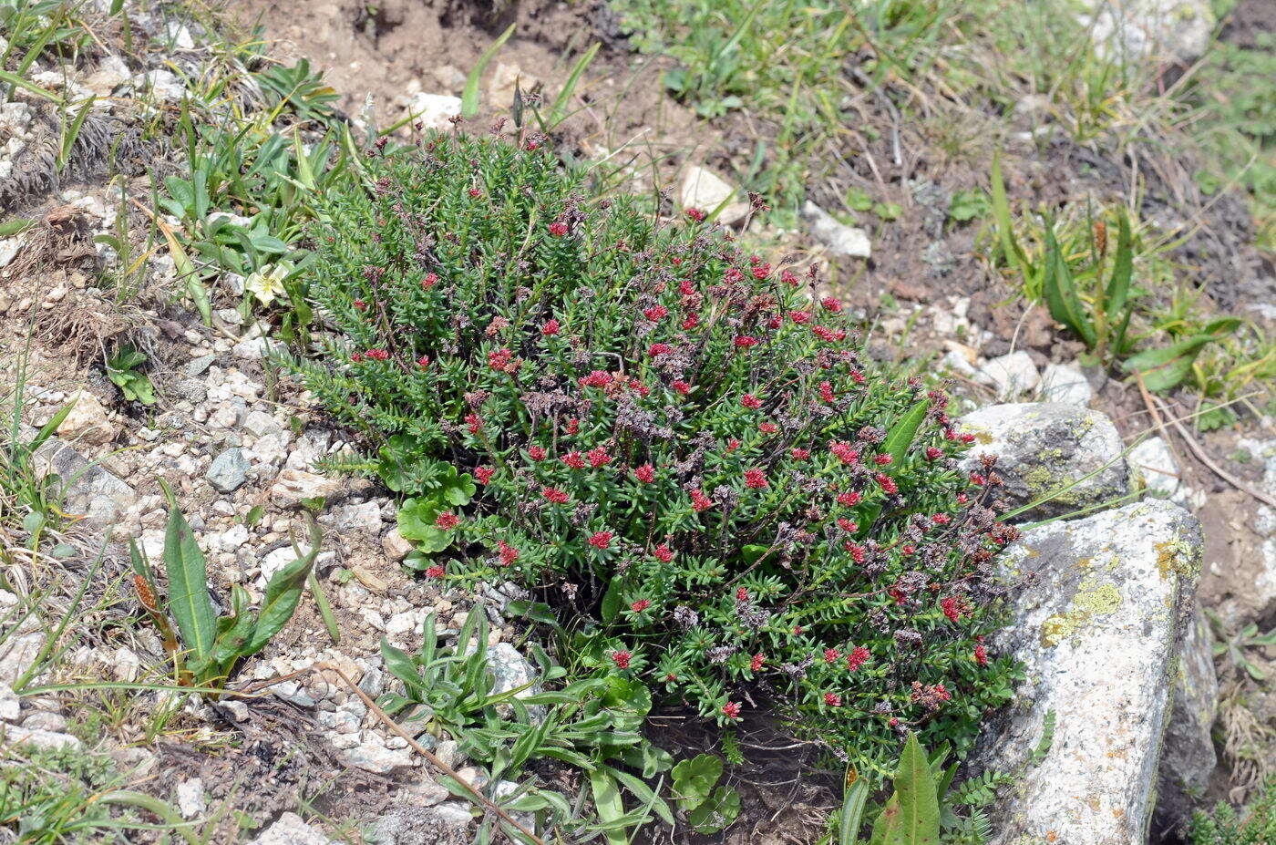 Слика од Rhodiola coccinea (Royle) A. Boriss.