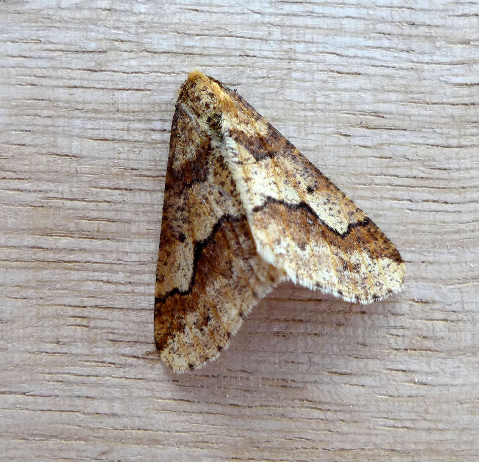 Image of mottled umber