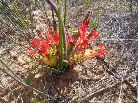 Image de Babiana ringens subsp. ringens