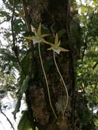 Image of Angraecum bicallosum H. Perrier