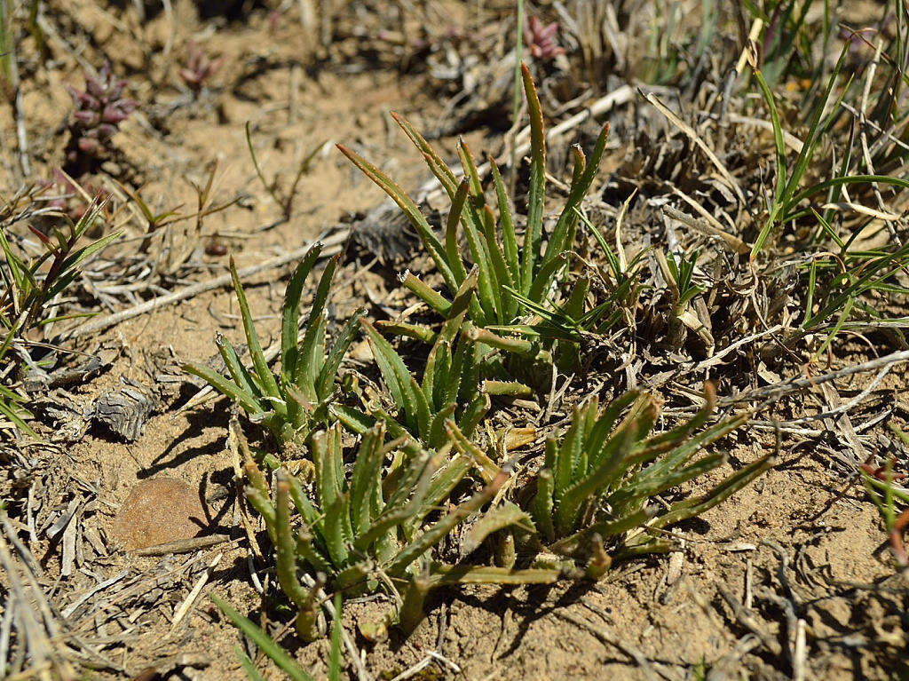 Image of Aloe bowiea Schult. & Schult. fil.