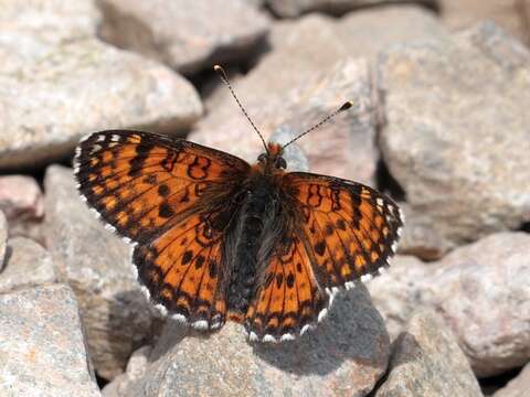 Image de Melitaea minerva Staudinger 1881