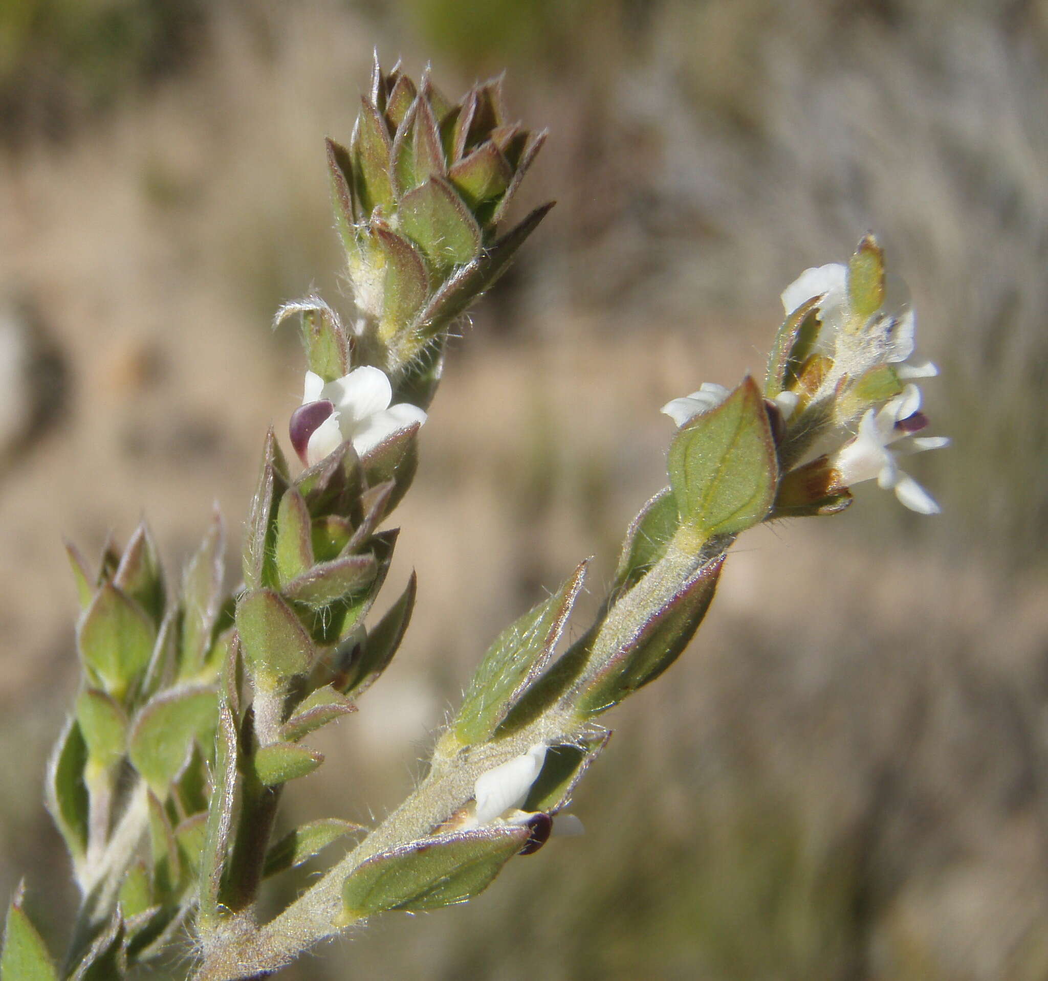 Image of Amphithalea micrantha (E. Mey.) Walp.