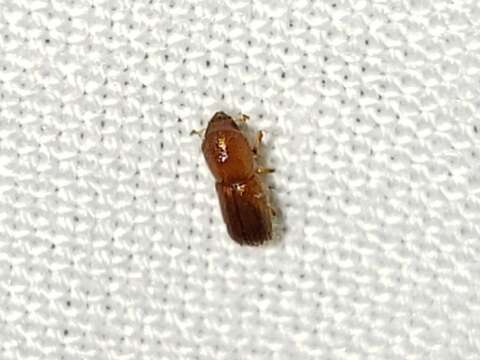 Image of Bark beetle