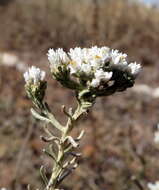 Image of Sand Everlasting