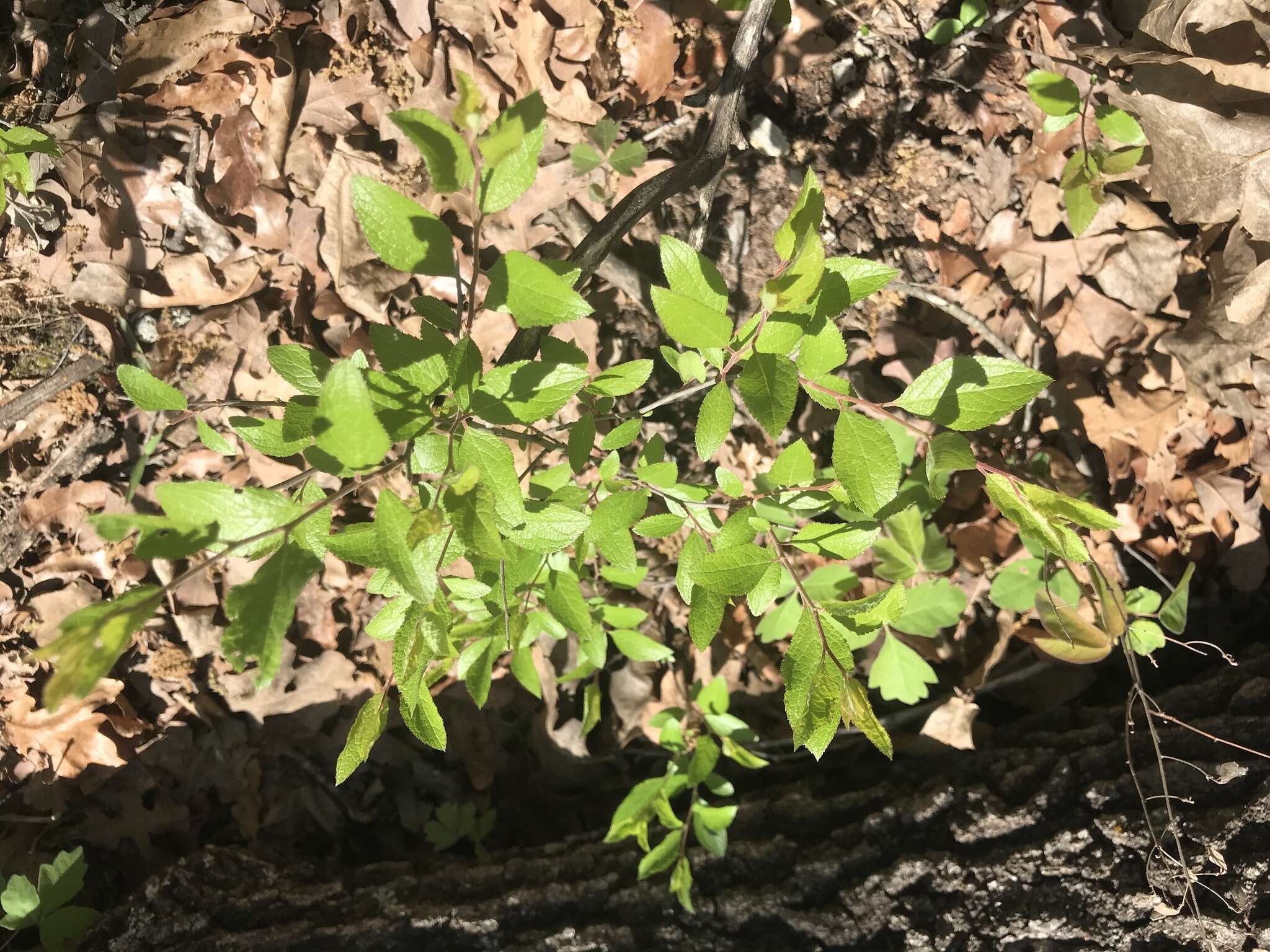 Imagem de Prunus gracilis Engelm. & Gray