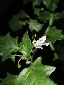 Image of Solanum villosum subsp. miniatum (Bernh. ex Willd.) J. M. Edmonds