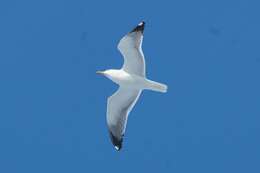 Image de Larus fuscus heuglini Bree 1876