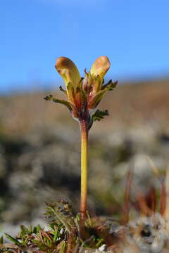 Imagem de Pedicularis capitata Adams.