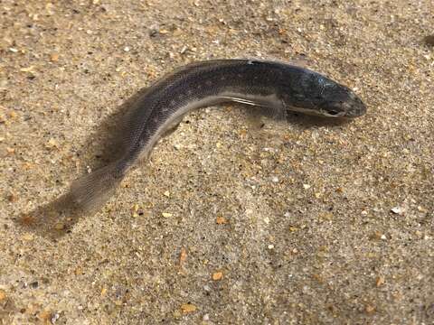 Image of Spotted Codling