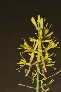 Image of Stanleya pinnata var. texana B. L. Turner