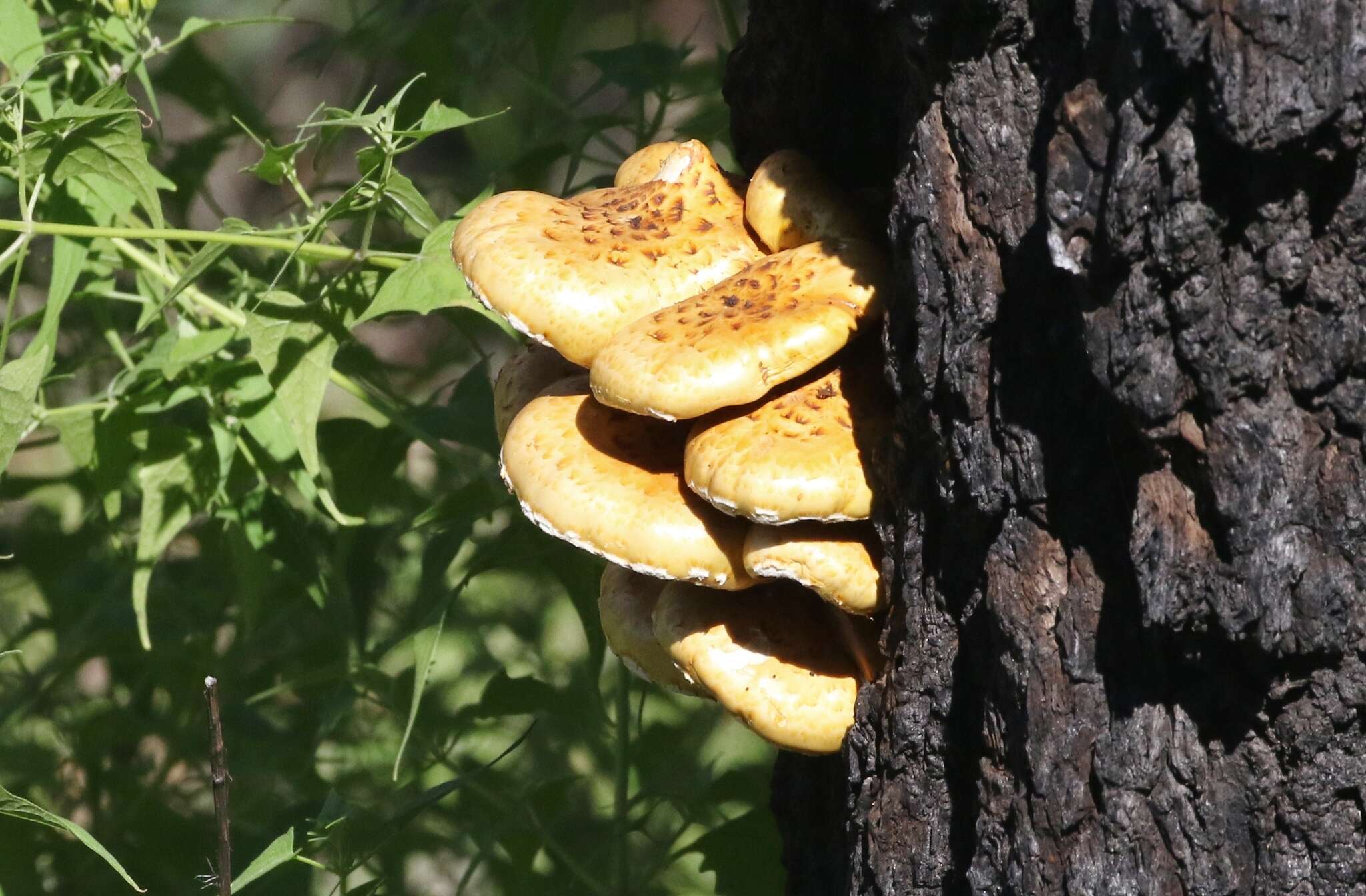 Image of Pholiota adiposa (Batsch) P. Kumm. 1871