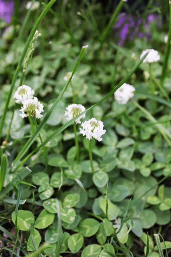 Image of white clover