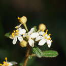 Image of Asterolasia asteriscophora subsp. albiflora Mole