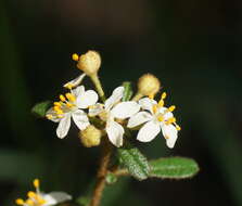 Image of Asterolasia asteriscophora subsp. albiflora Mole