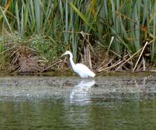 Image of Eastern great egret