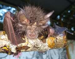 Image of Great Woolly Horsehoe Bat