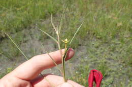 Image de Ludwigia linearis Walt.