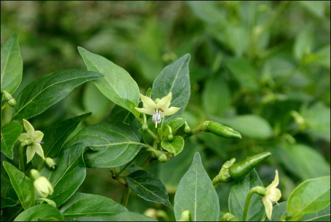 Image of Capsicum frutescens L.