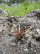 Image of Echeveria craigiana Walther