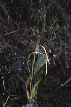 Image of Maxillaria speciosa Rchb. fil.