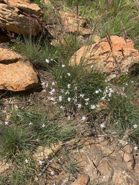 Image of Dianthus mooiensis F. N. Williams