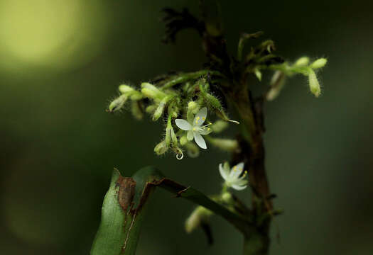 Image of Stanfieldiella imperforata (C. B. Clarke) Brenan