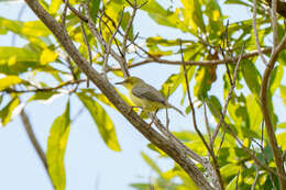 Image of Green-capped Eremomela