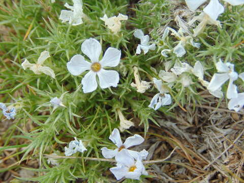 Image of spiny phlox