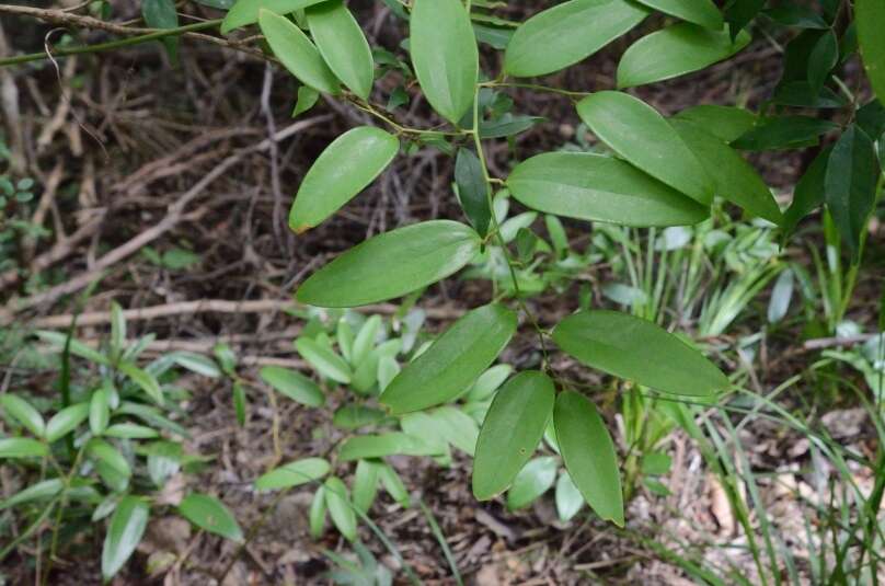 Image de Smilax corbularia Kunth