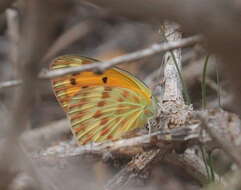 Imagem de Colotis chrysonome (Klug 1829)