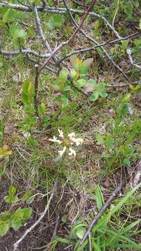 Image of Lapland lousewort