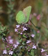 Plancia ëd Callophrys avis Chapman 1909