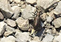 Image of Sidewalk tiger beetle