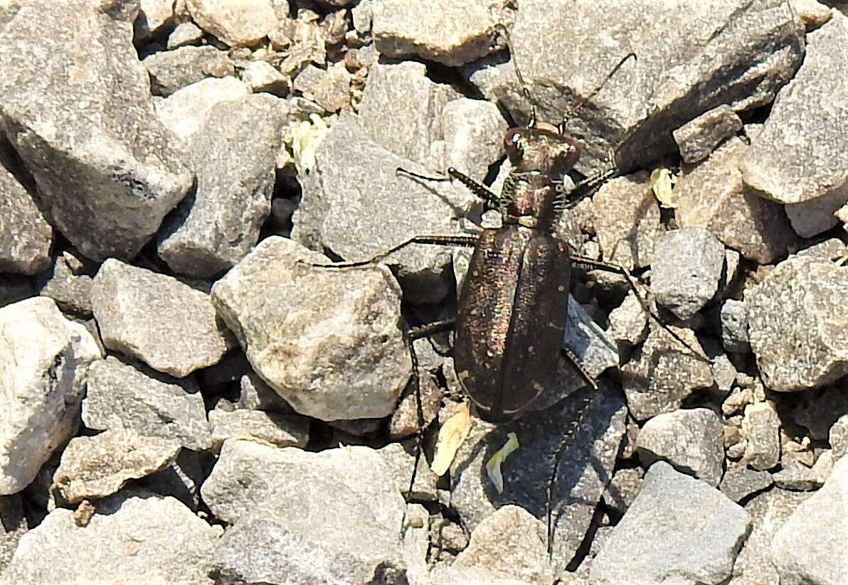 Plancia ëd Cicindela (Cicindelidia) punctulata punctulata A. G. Olivier 1790