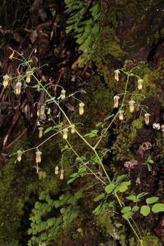 Image of Thalictrum gibbosum Lecoy.