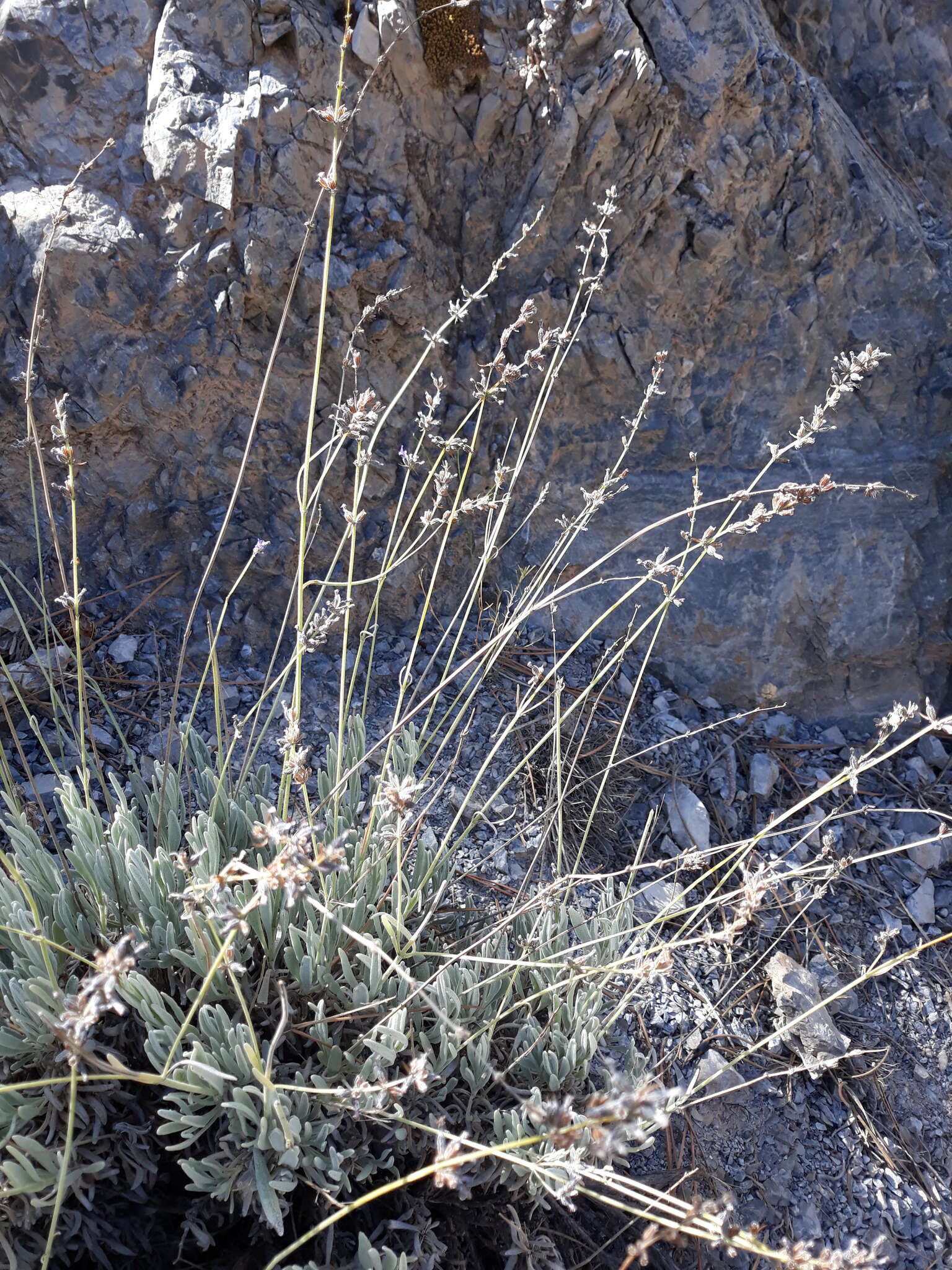 Image of Lavandula lanata Boiss.