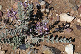 Image of widow's milkvetch