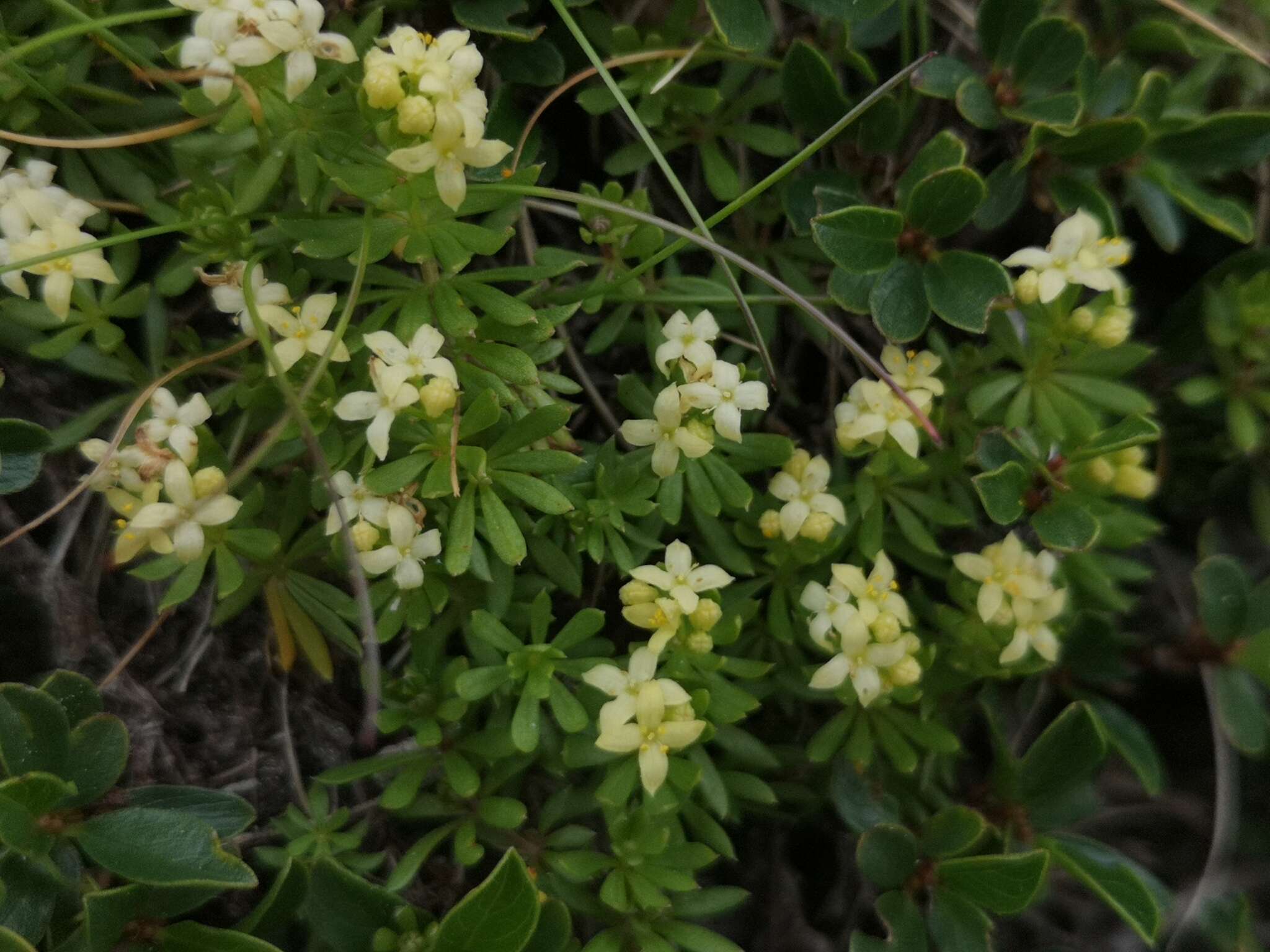 Image of Galium magellense Ten.