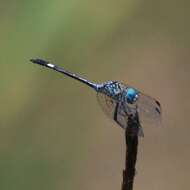 Imagem de Micrathyria ocellata Martin 1897