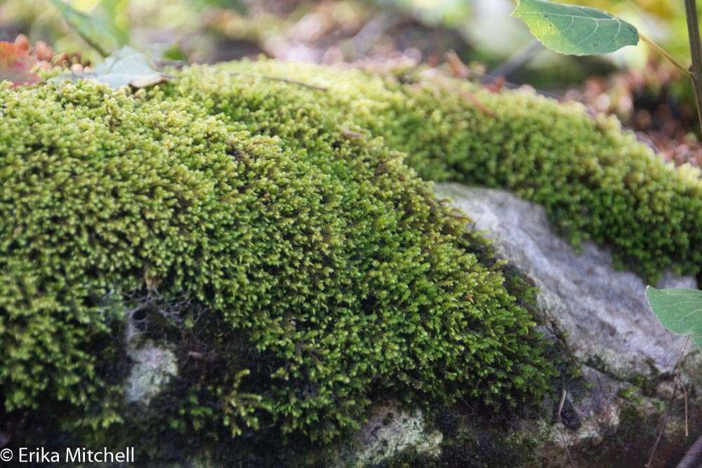 Image of Ciliate Hedwigia Moss