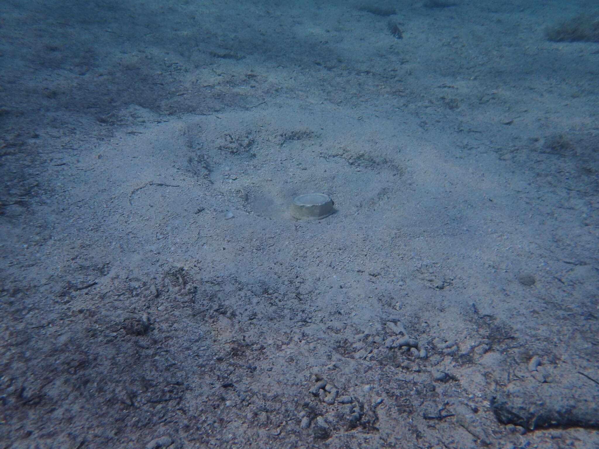 Image of Roule's Goby