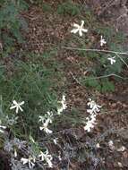 Image of Santa Catalina Mountain phlox