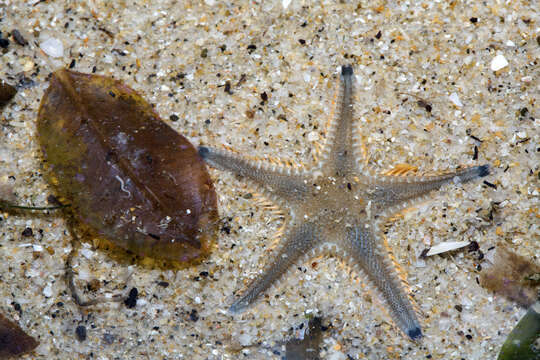 Image of Astropecten indicus Döderlein 1888