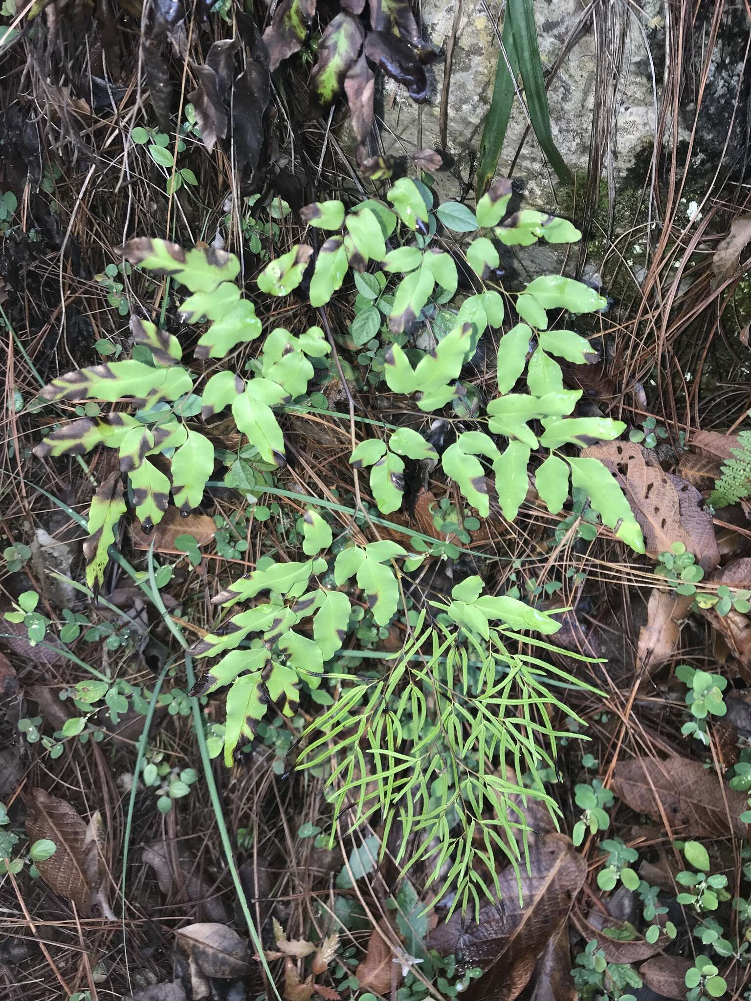 Image of Llavea cordifolia Lag.